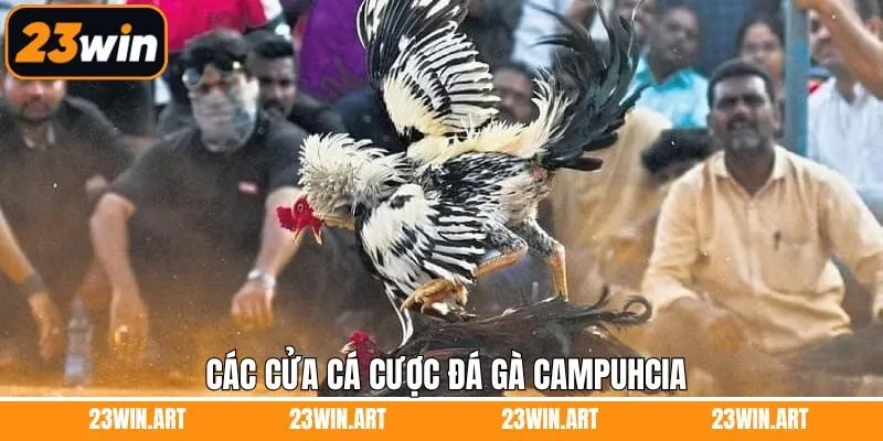 Thể loại đá gà Campuchia nổi bật tại 23WIN
