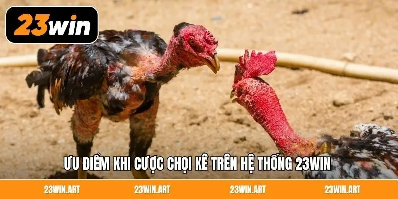 Ưu điểm khi cược chọi kê trên hệ thống 23WIN 