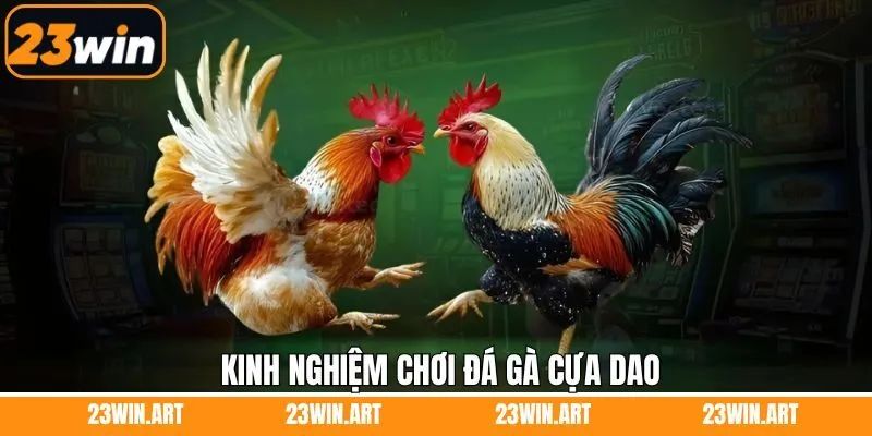 Bật mí những bí quyết giúp chiến thắng đá gà cựa dao
