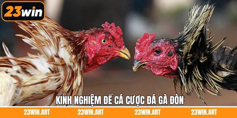 Top các kinh nghiệm chiến thuật đá gà đỉnh cao 