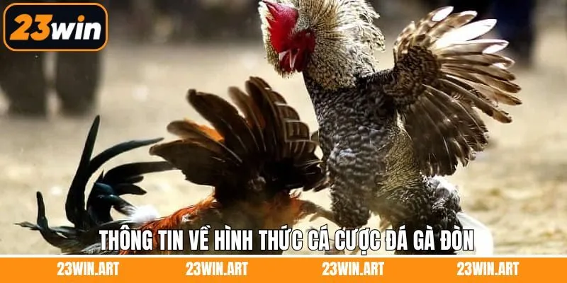 Đôi nét tìm hiểu chung về đá gà đòn 