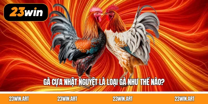 Gà cựa nhật nguyệt là loại gà như thế nào?